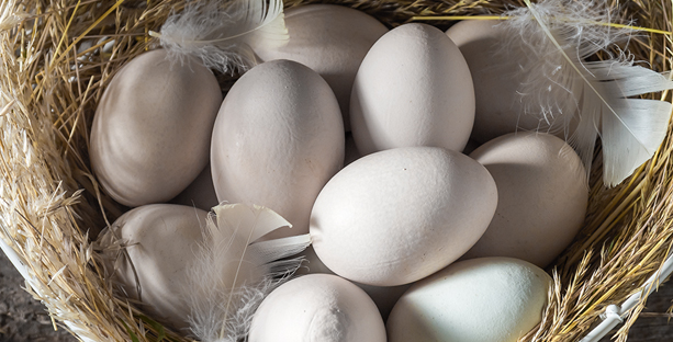 Eggs